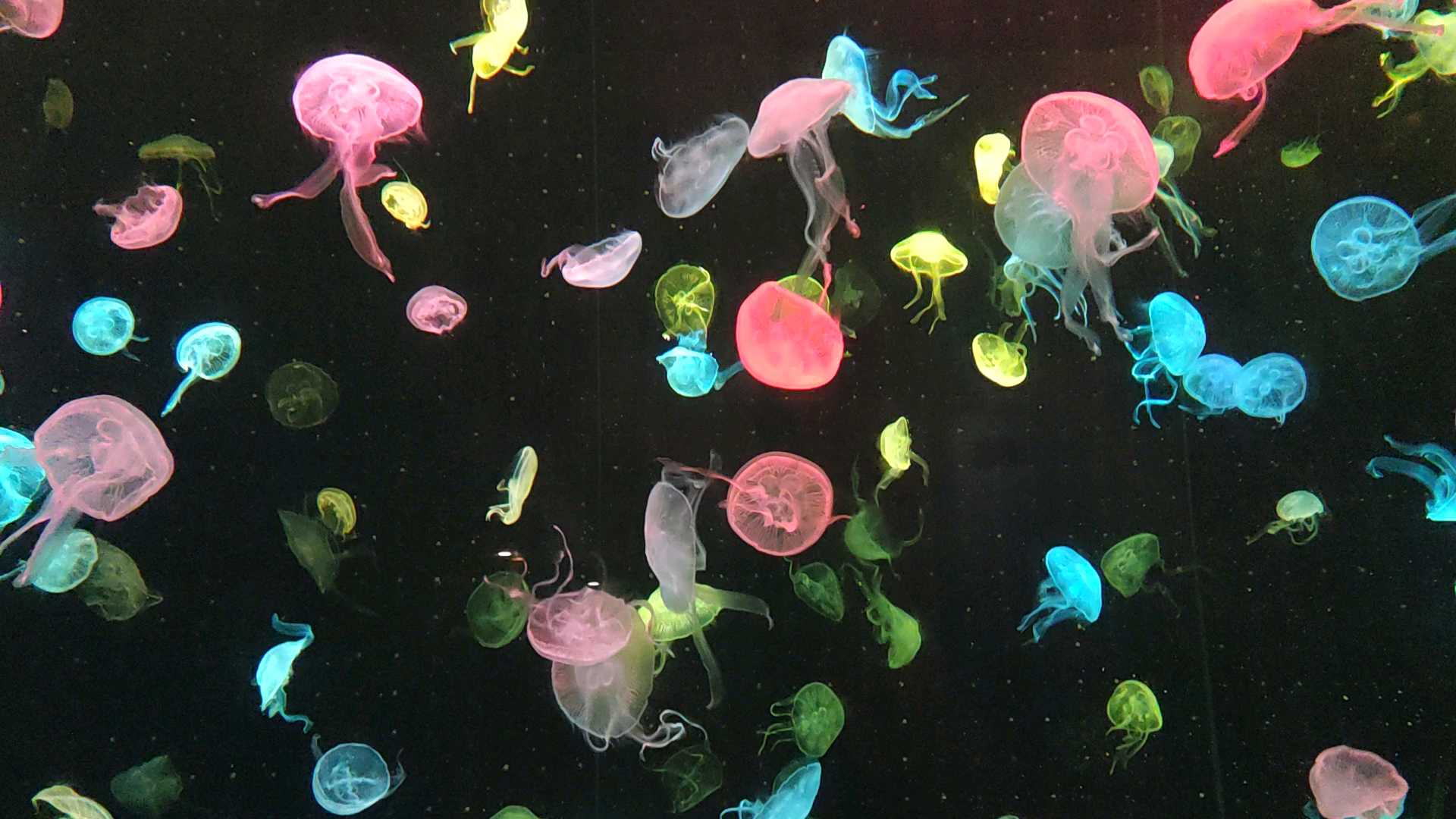 好看的水母光影表演 长隆海洋王国