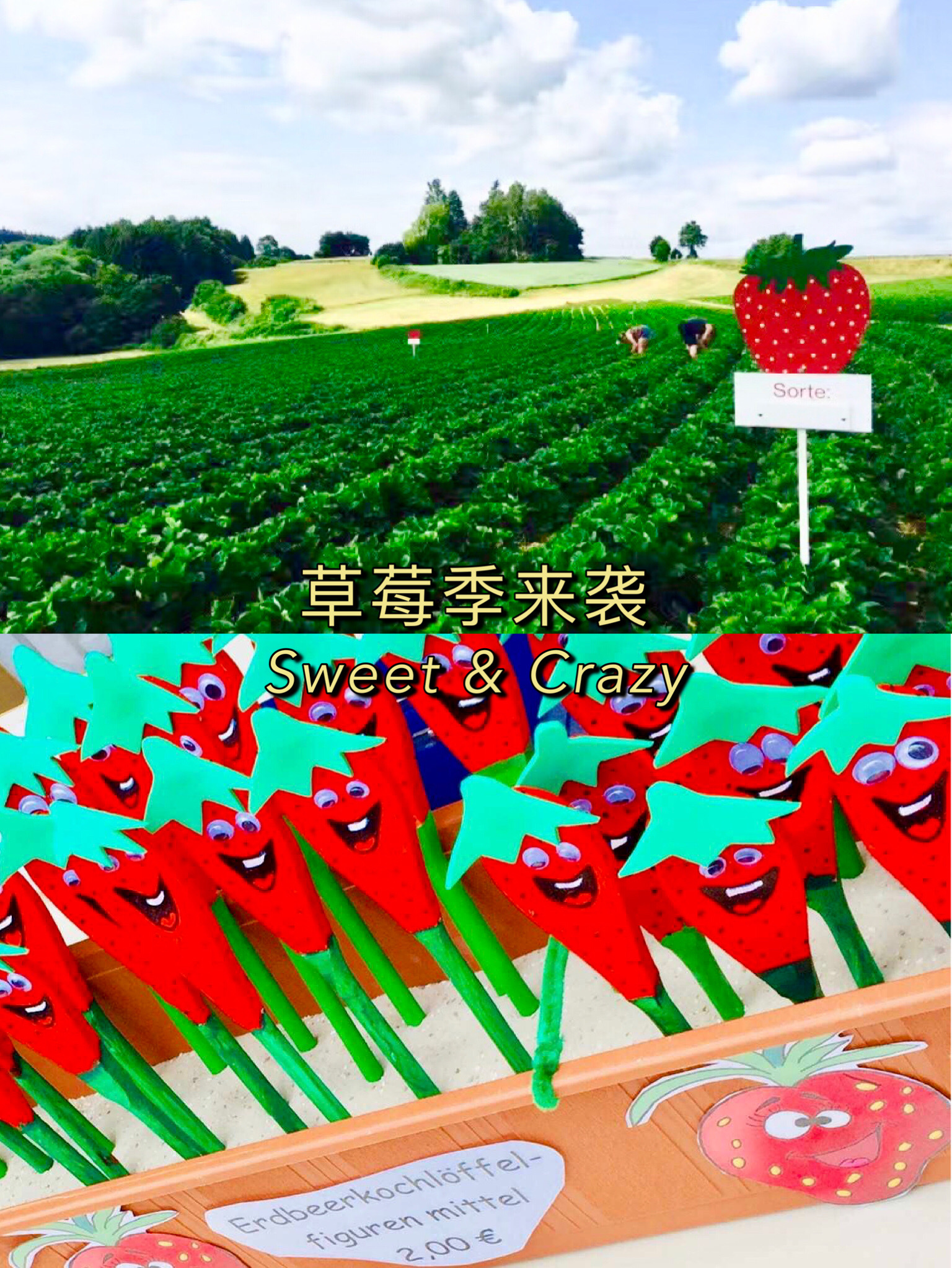 【德国】7月“草莓季”来袭