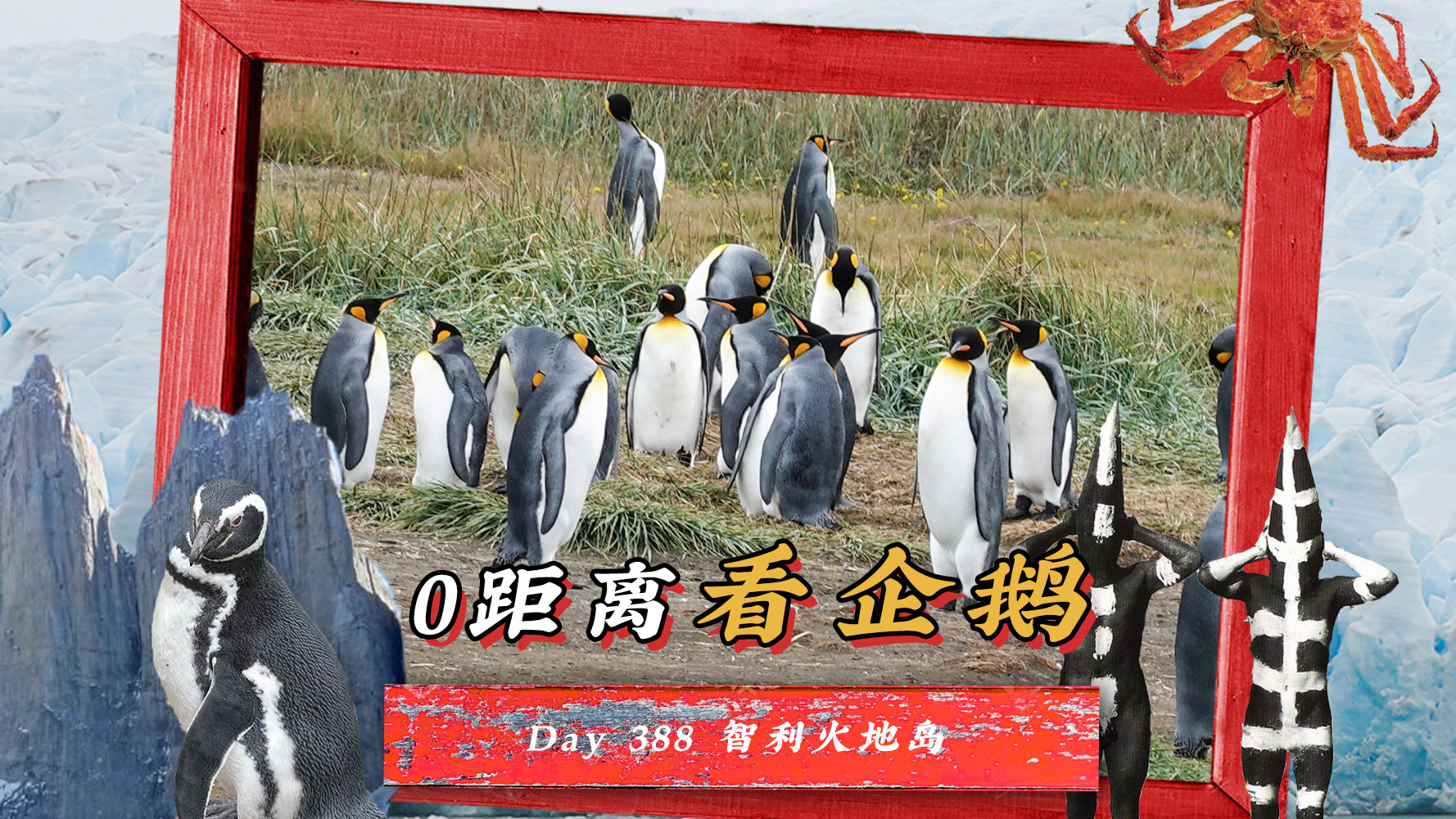 【旅居Day388】大企鹅PK小企鹅！在智利与终极萌物0距离接触～～
