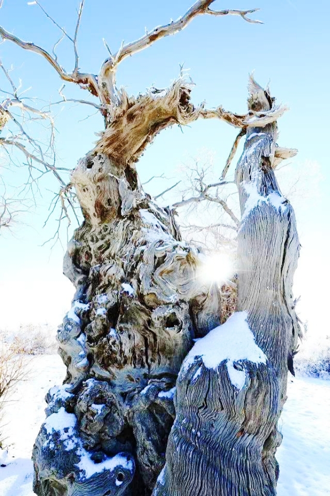 胡杨树象征着坚韧不拔、自强不息的精神。和布克赛尔蒙古自治县胡杨林景区的胡杨，它从根部萌生幼苗，能忍受