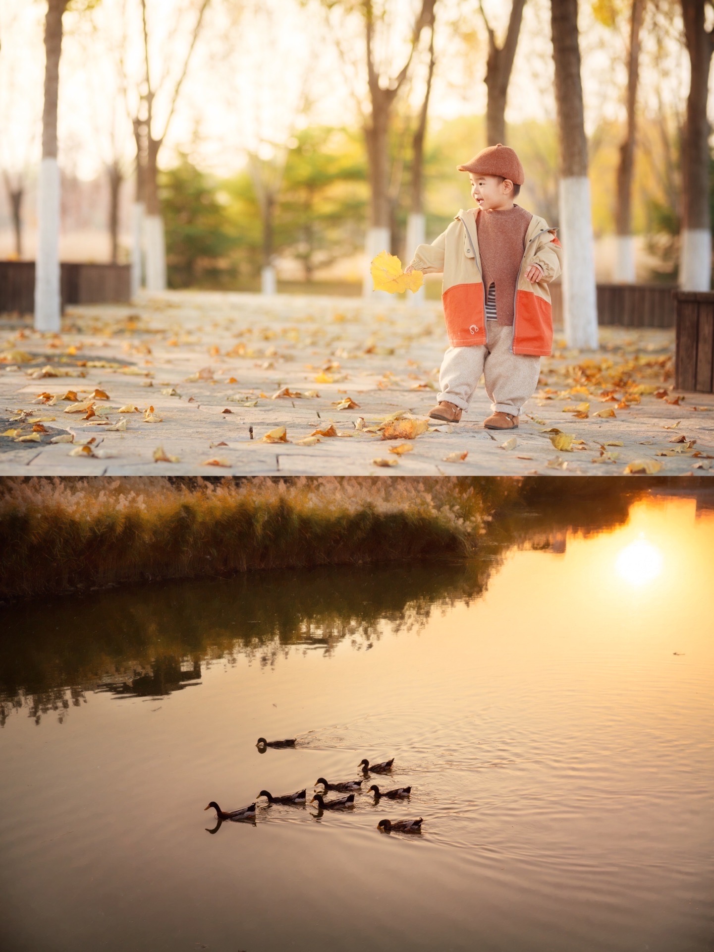 天津赏秋必遛公园｜夕阳芦苇荡，风吹落叶黄