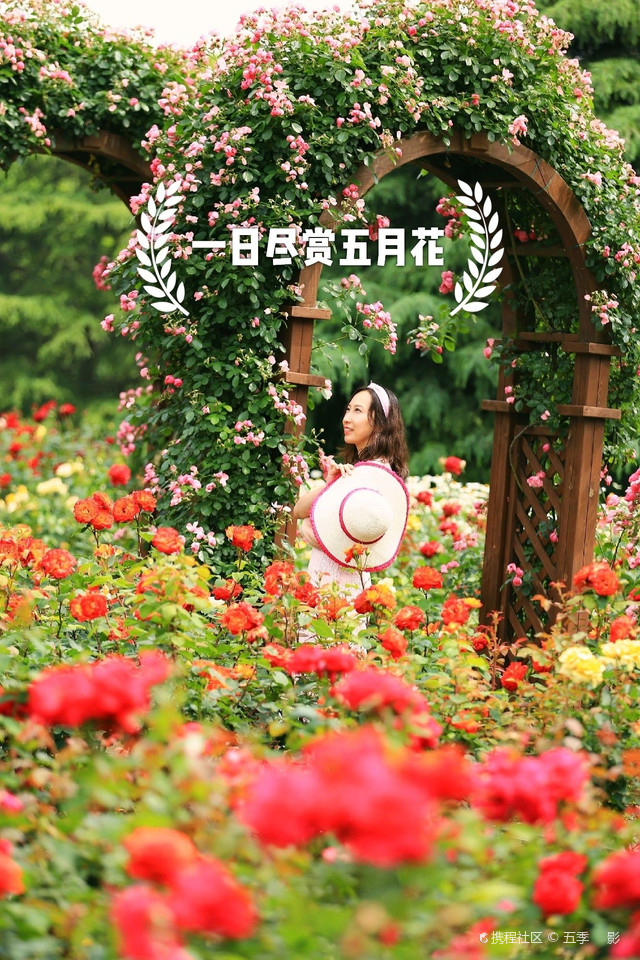 初夏的天，一日尽赏五月花滨江森林