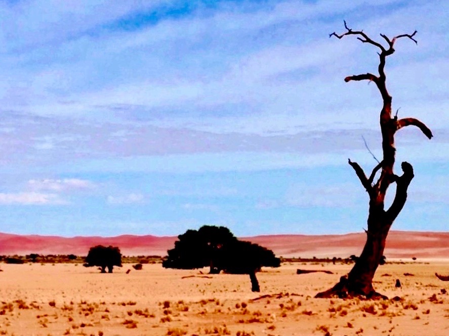 纳米布的沙漠里，到处都是这样的景象。干枯的河床上，骆驼刺，一种顽强、努力，向上……