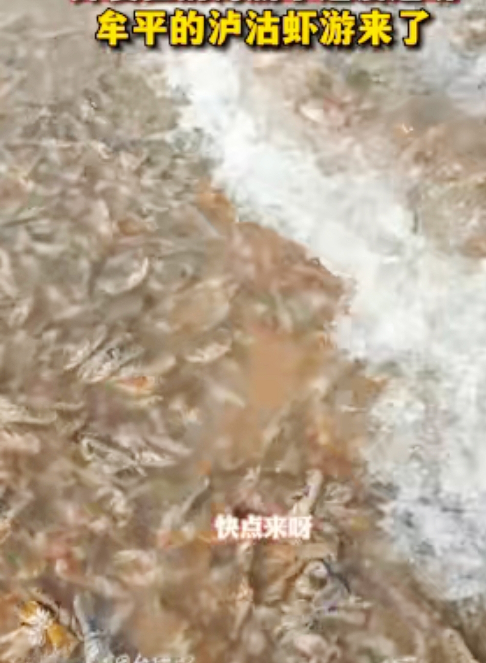 牟平区海边惊现大量活体沪沽虾