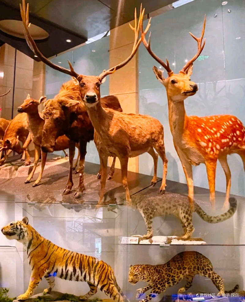 国家动物博物馆-暨动物进化与系统学研究中心