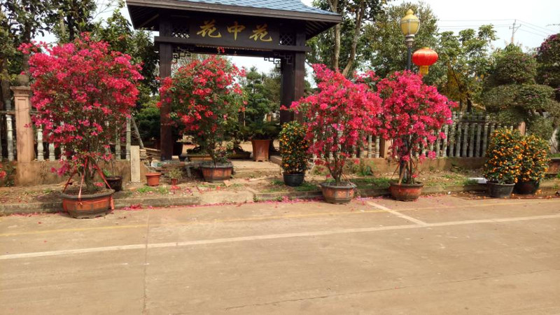 海口花卉批发市场动态一览