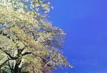 Tenshochi景点图片