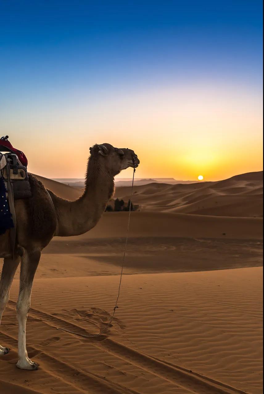 旅行短片 | 对沙漠的向往从未停止