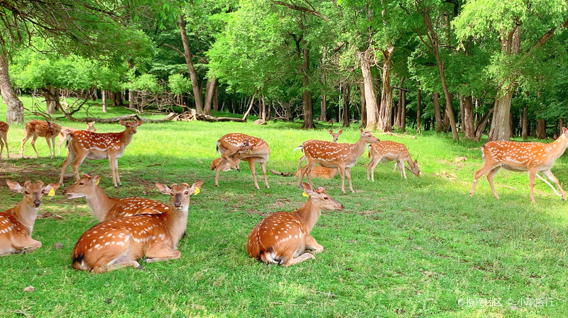 皇家鹿苑草食动物园(驯养示范基地)