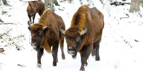 Wisent-Wald Wittgenstein