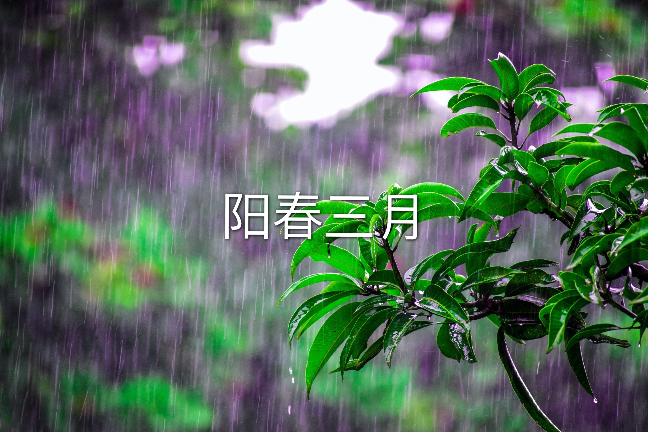 沙湖道中遇雨