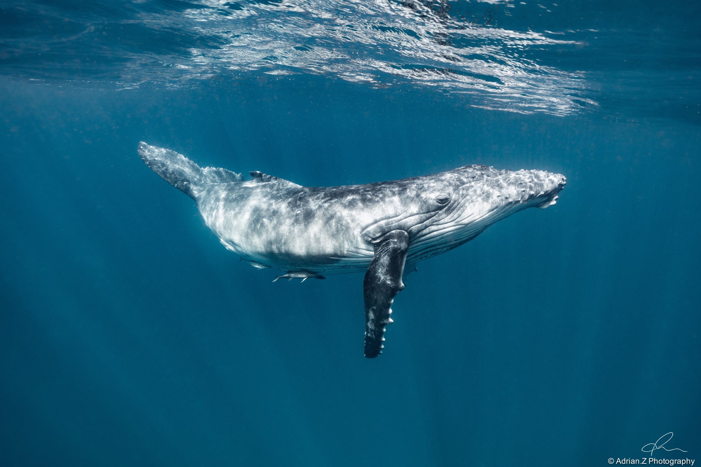 南太平洋鲸奇与鲸喜
