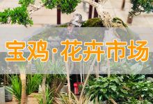宝鸡市花卉市场购物图片