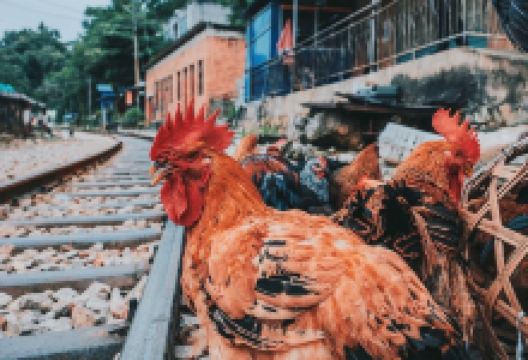 白河镇火车集市购物图片