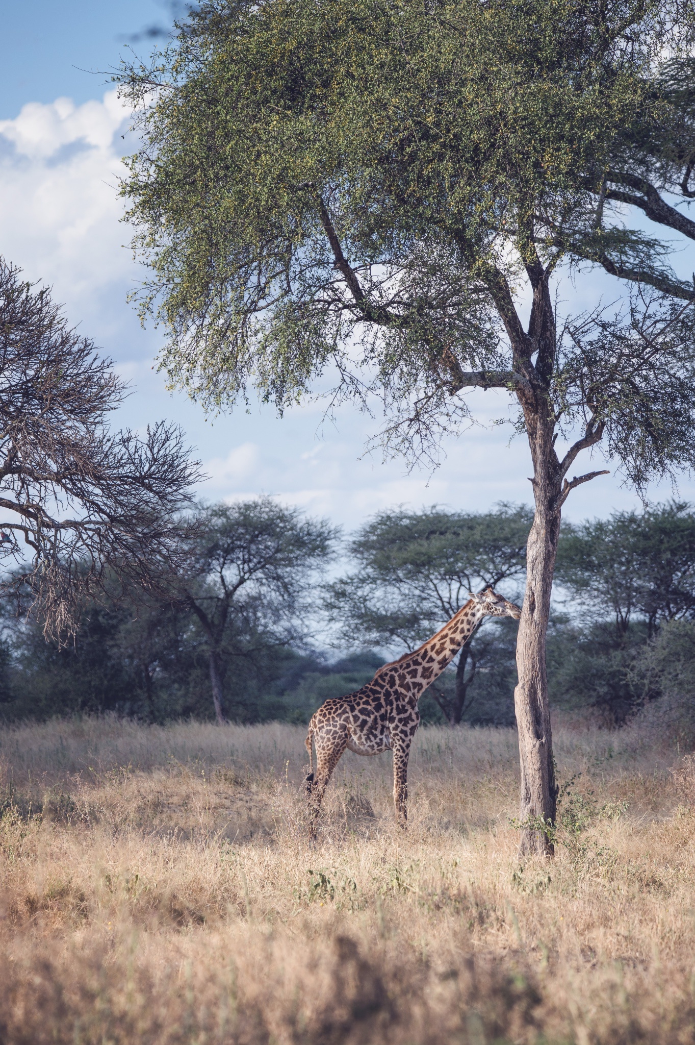 坦桑尼亚保护区