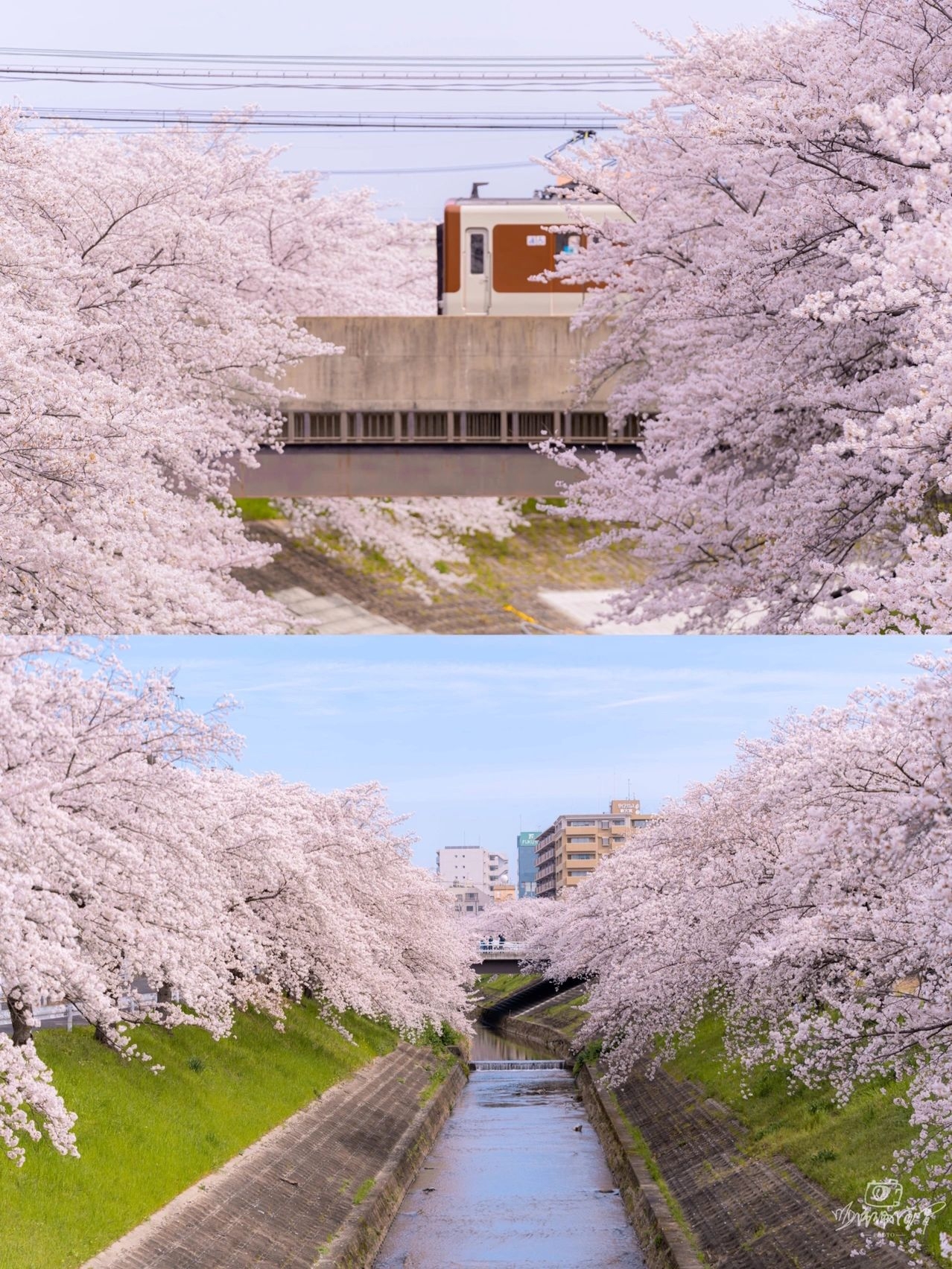 奈良旅游｜佐保川，我愿称为奈良赏樱🌸天