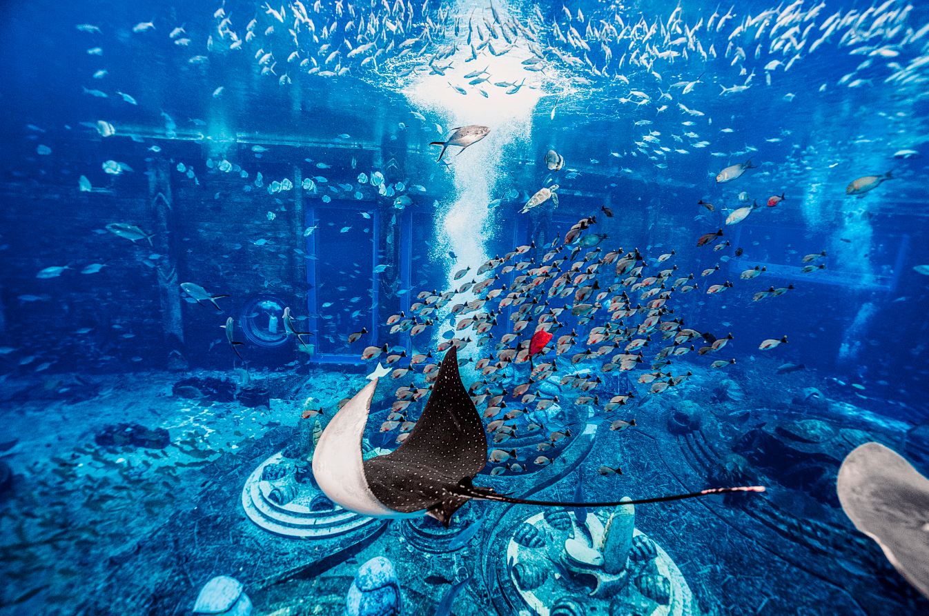 失落的空间水族馆——86000尾鱼的管家