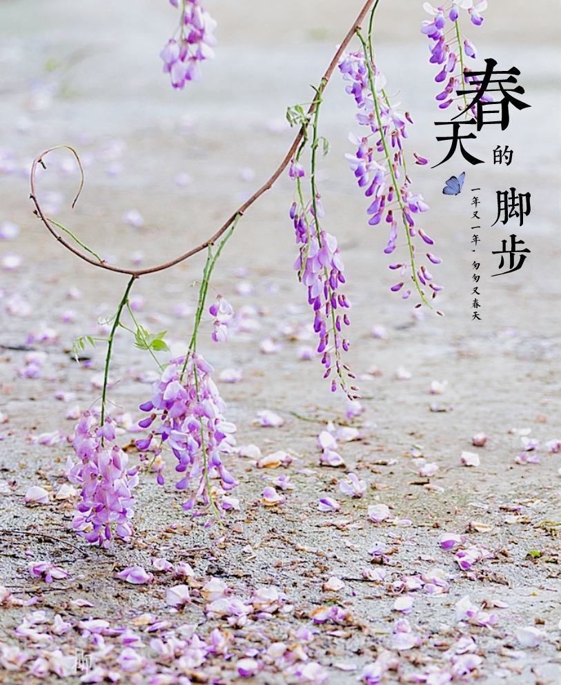 柳州赏紫藤花的好地方