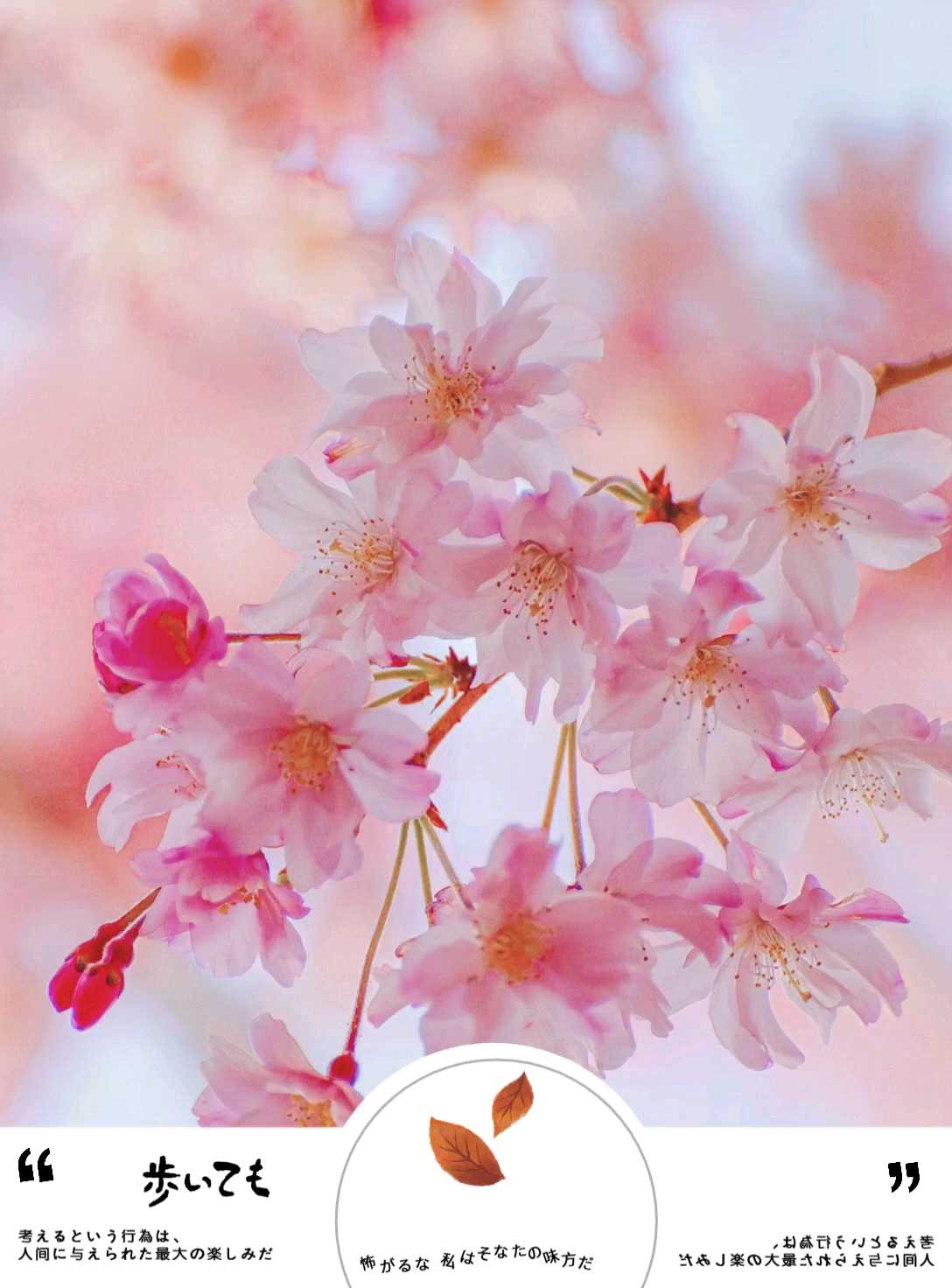 日本赏樱——长野高远城址公园