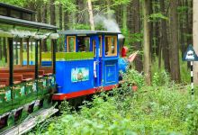 金湖水上森林景区景点图片