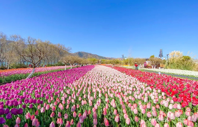 西昌梅园——梅花朵朵,风姿绰约-携程攻略