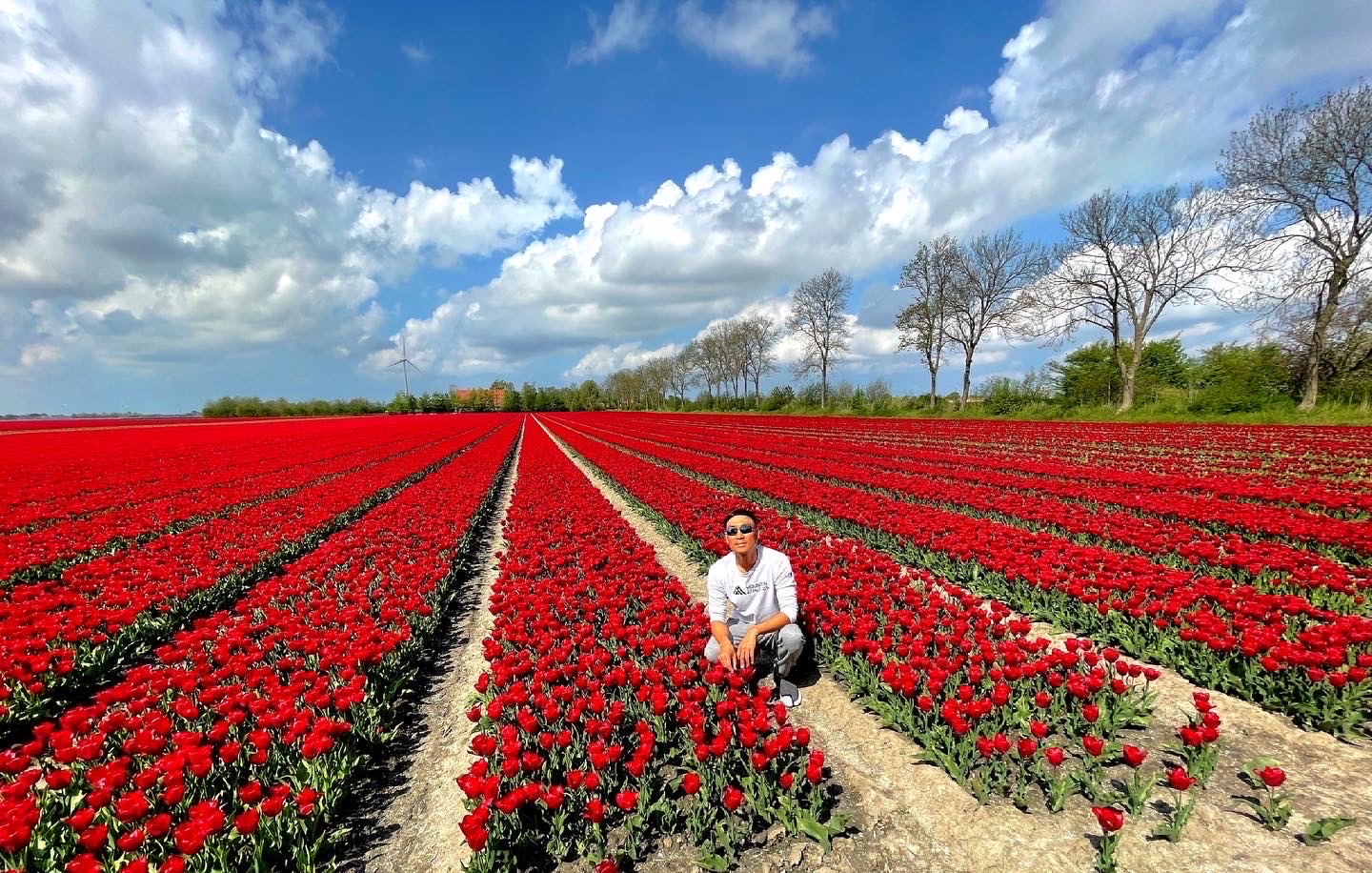 🇳🇱浩瀚花海在荷兰Dutch Vast sea of flowers