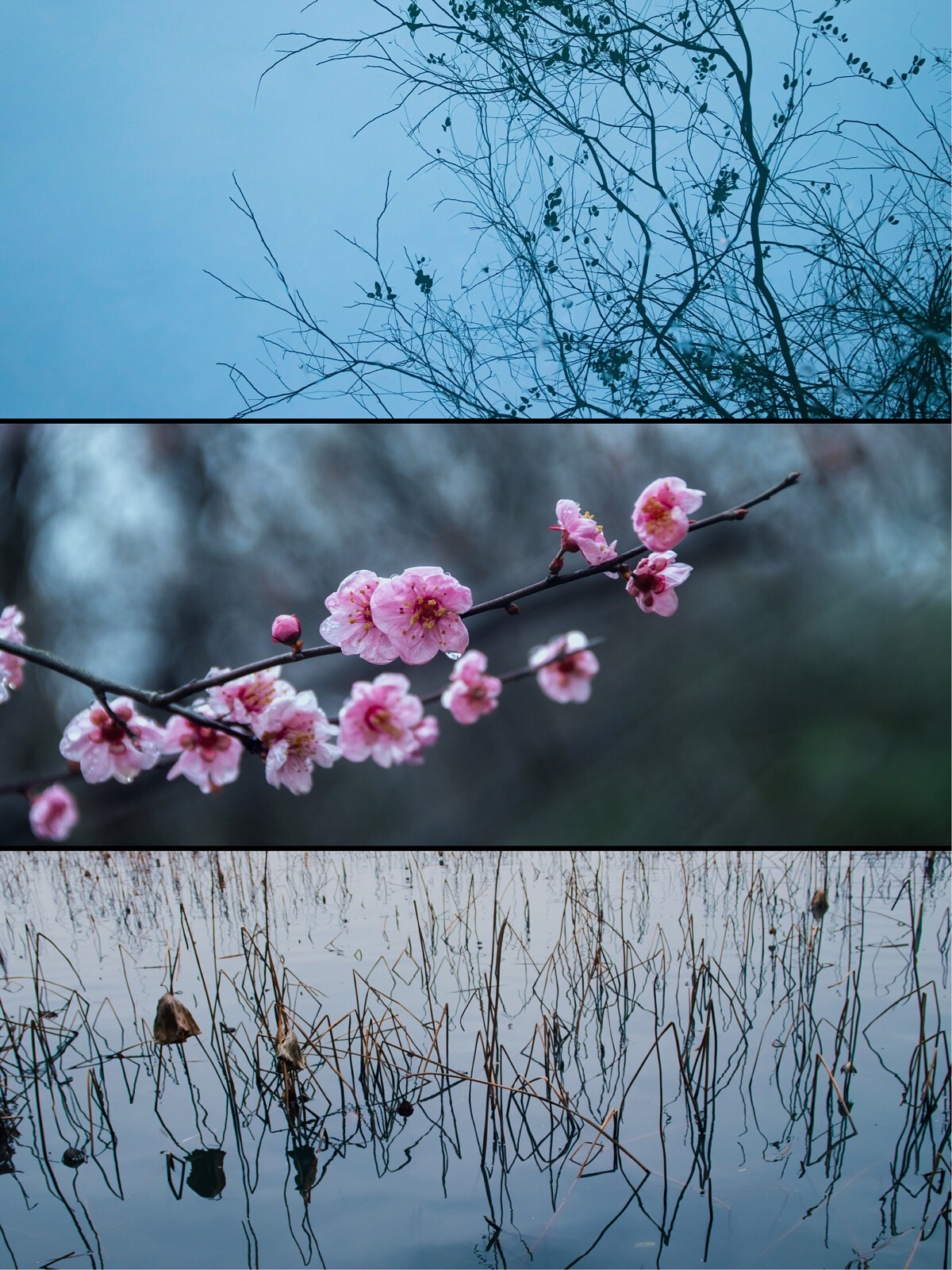杭州赏花🌸｜春天赏花，西溪湿地不能没有名字！