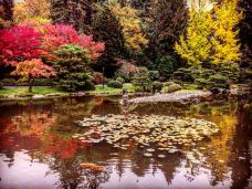 华盛顿公园植物园-西雅图-一个人的花