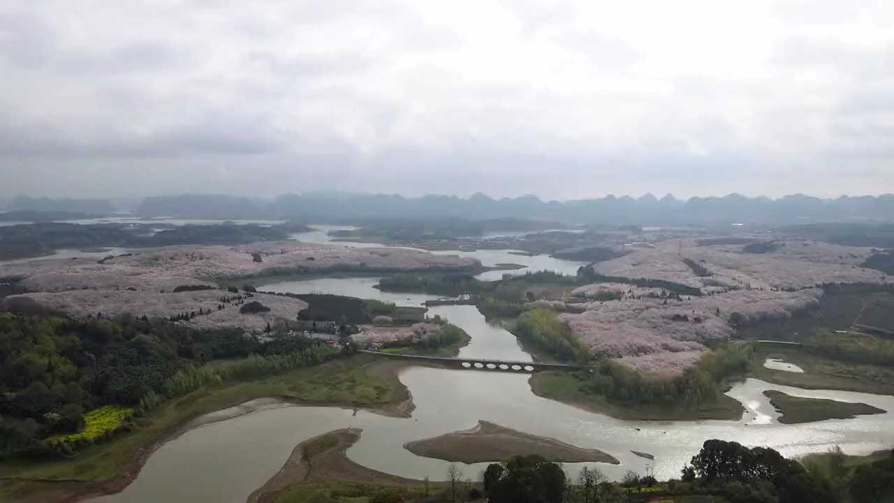 平坝农场樱花园