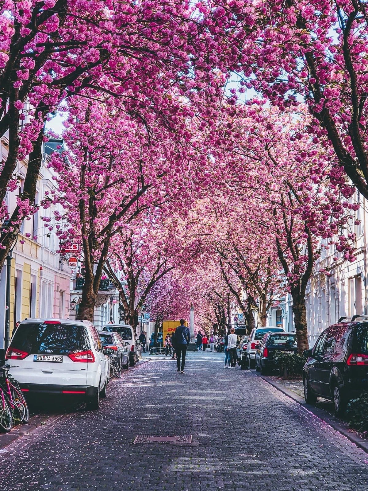樱花盛开的绝美都市，绽放的春日盛宴