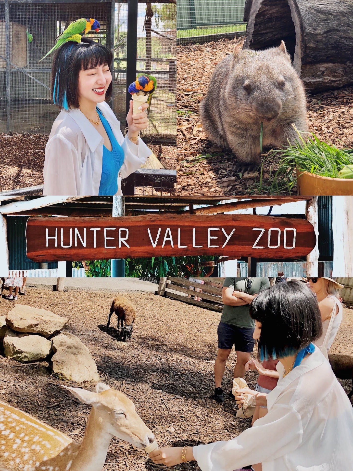 【悉尼猎人谷｜能与小鹦鹉亲密接触的zoo】 🐨🦚🦜Hunter Valley Zoo🐑🐒🐆 📍 13