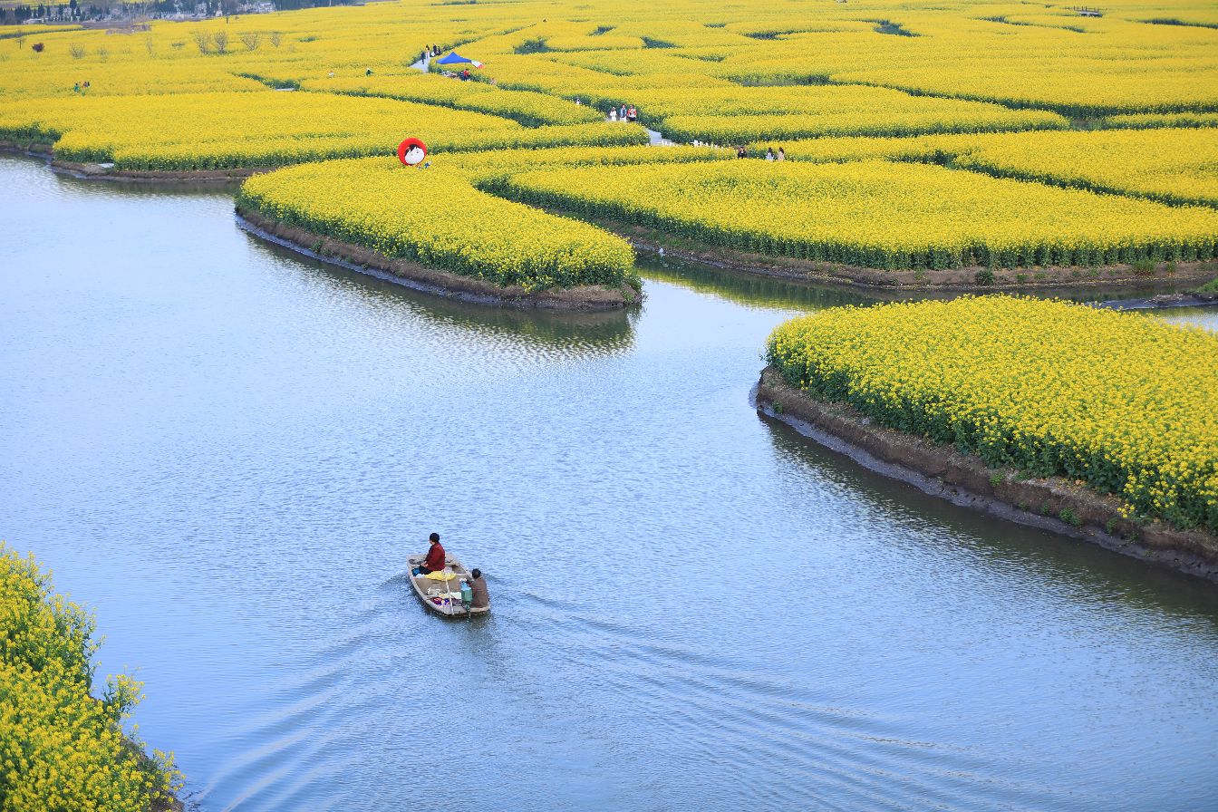 江苏 兴化 油菜花