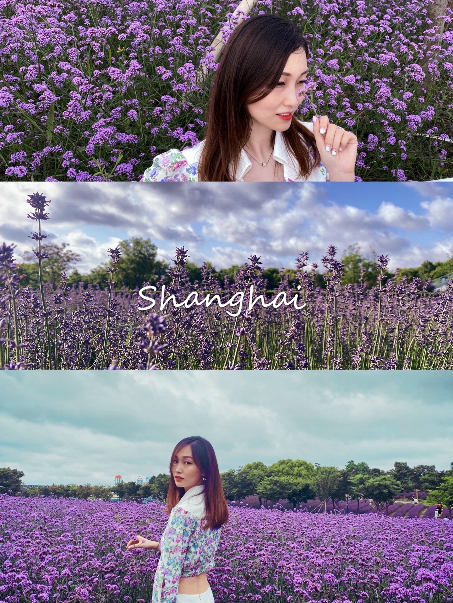 魔都周末｜六月的上海，多了一道迷人的紫色