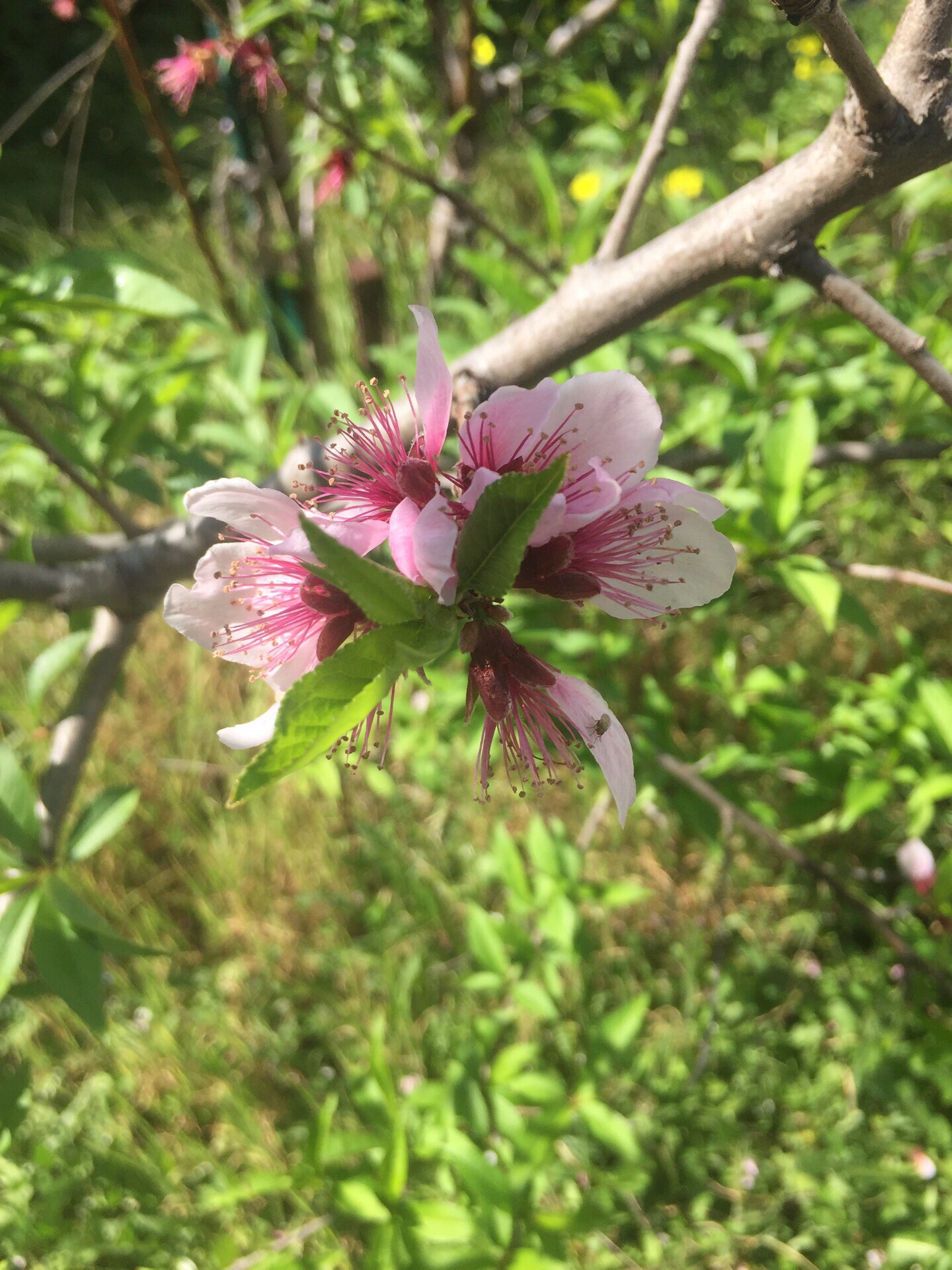 硅谷桃花