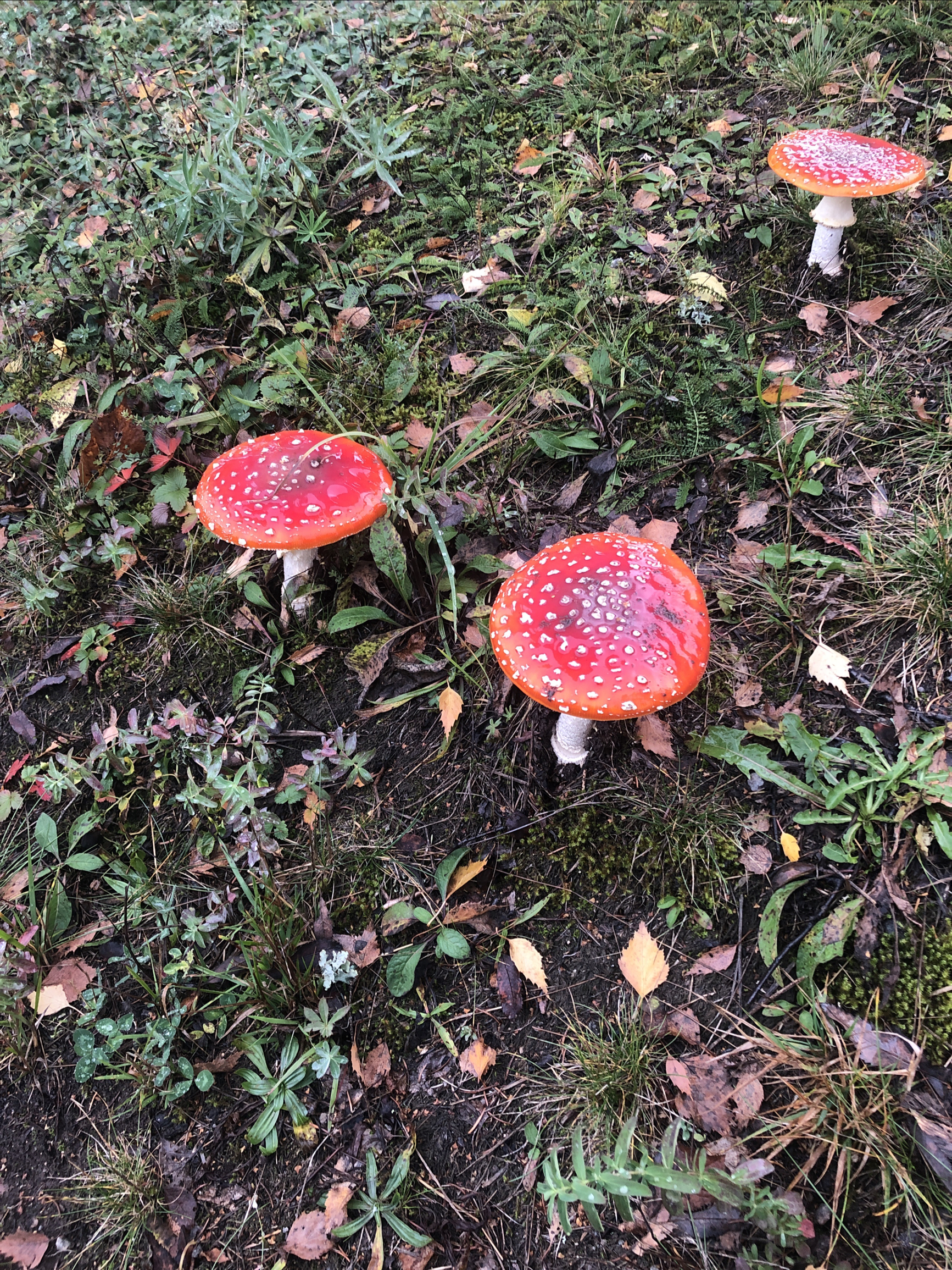 德国黑森林地区偶遇漂亮蘑菇🍄