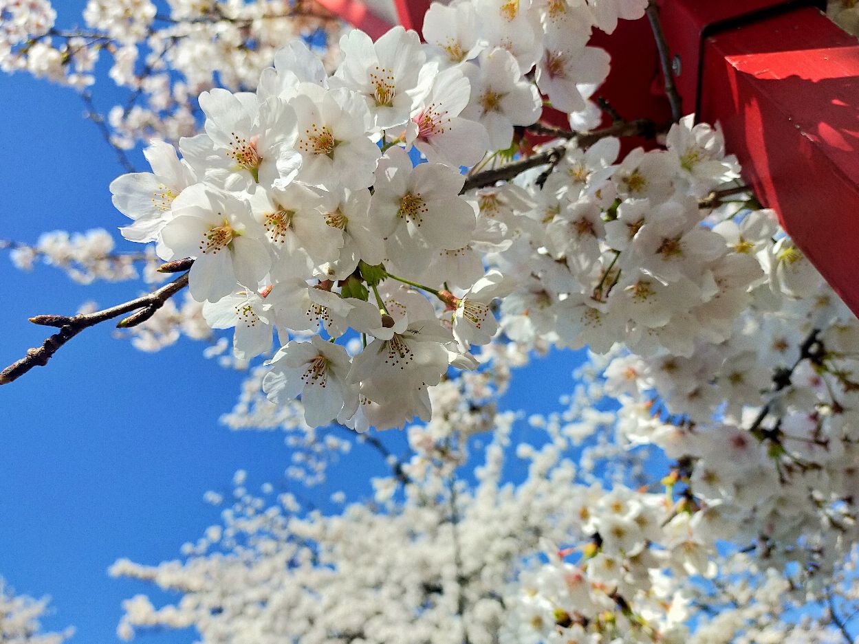 日本绝美赏樱圣地|斐伊川河堤公园🌸