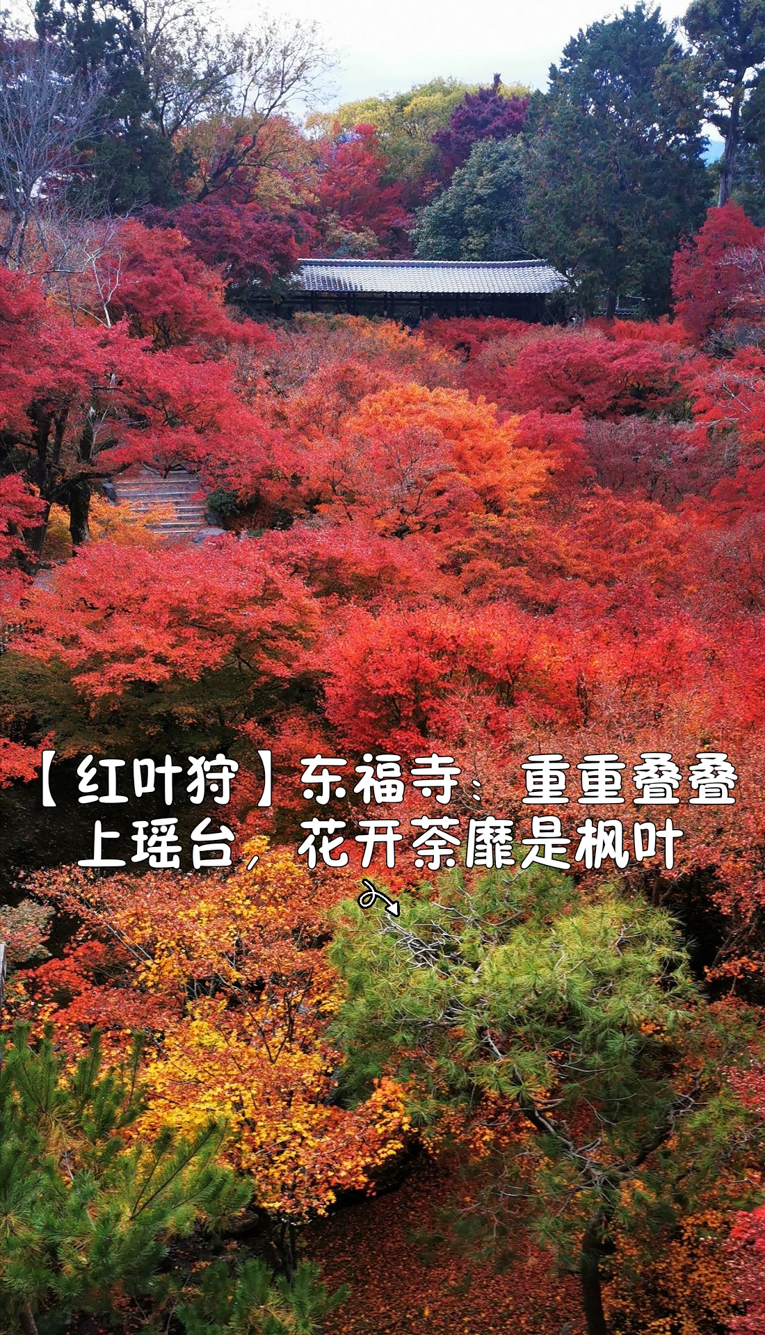 【秋色斑斓红叶狩】14东福寺：重重叠叠上瑶台，花开荼靡是枫叶