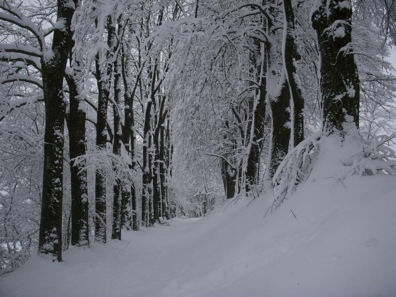 雪林