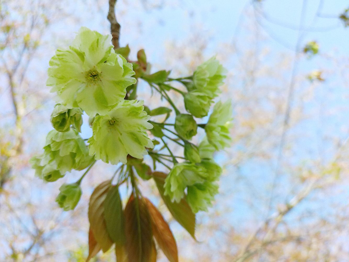 遇见绿色樱花🌸|岛根县三刀屋