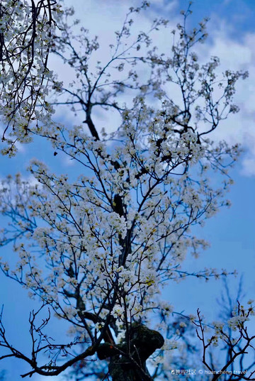 还有两天就过年啦！那大家知道如何快速get三月万物复苏的美，不如在这里和我一起看看这花缘奇景吧！ 1.鉴赏梨花 ①金川神仙包:站在观景台上，看那似雪梨花，俯瞰被春所覆盖的河谷 ②甲居藏寨:3月伊始，品桃花、梨花、苹果花，感嘉绒风情，赏千古风情美人风貌 ③中路藏寨:满山雪白梨花～错落有致的梯田～依山而落的藏寨，看那世界之风华 2.桃之夭夭～ ①波密桃花沟:公路两旁的桃花，争相斗艳，尽情的展示春天的姿态 ②嘎啦桃花村:唯有见那粉白的桃花，在山野间绽放 ③雅鲁大藏布江桃花:成片的桃花在峡谷直接展露出那娇羞的面容 ④索松村桃花村:无数野生桃花与那南迦巴瓦峰为伴 …… 桃之夭夭，灼灼其华。无论身在何处，又到那处鉴赏桃花梨花，不如抓住这个三月，与ta共赏盛世花宴
