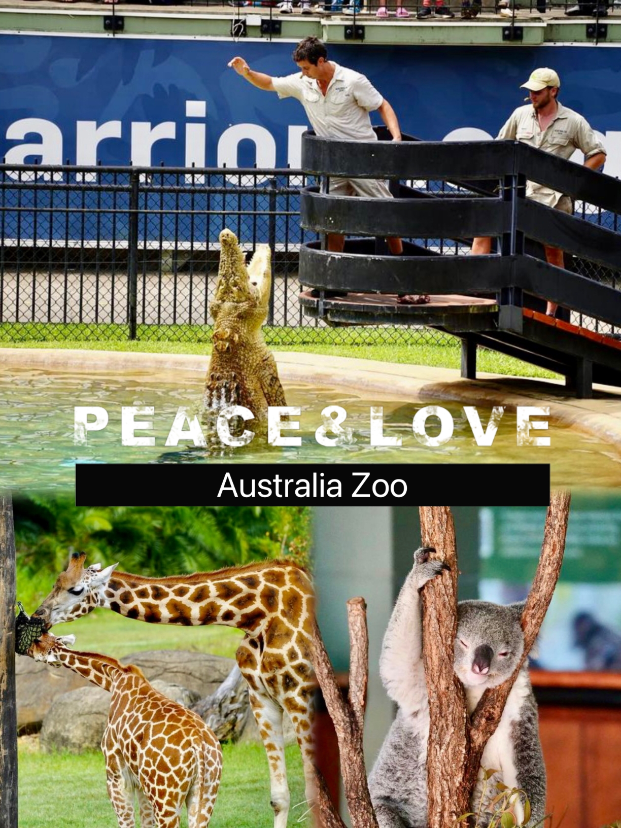 澳大利亚动物园一日游|投喂长颈鹿