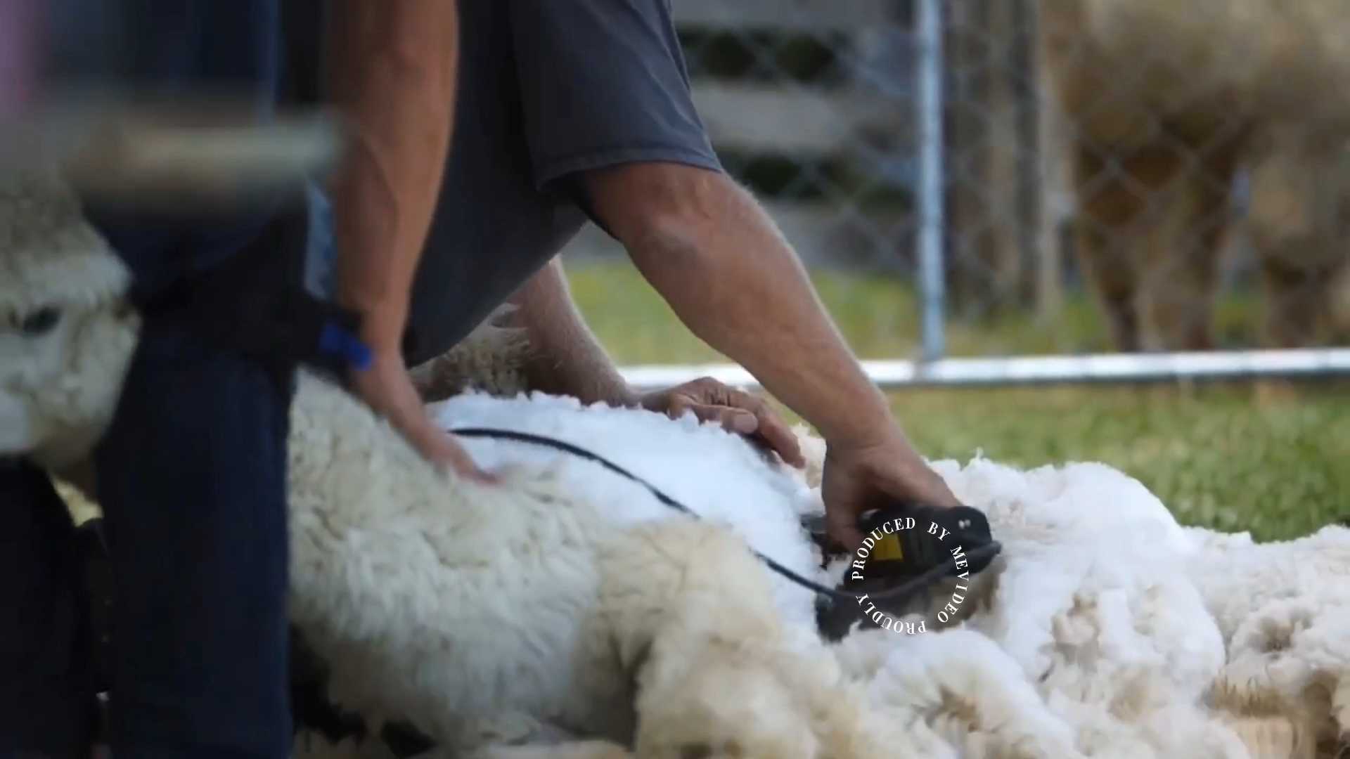 新西兰kiwi wool羊毛被公司