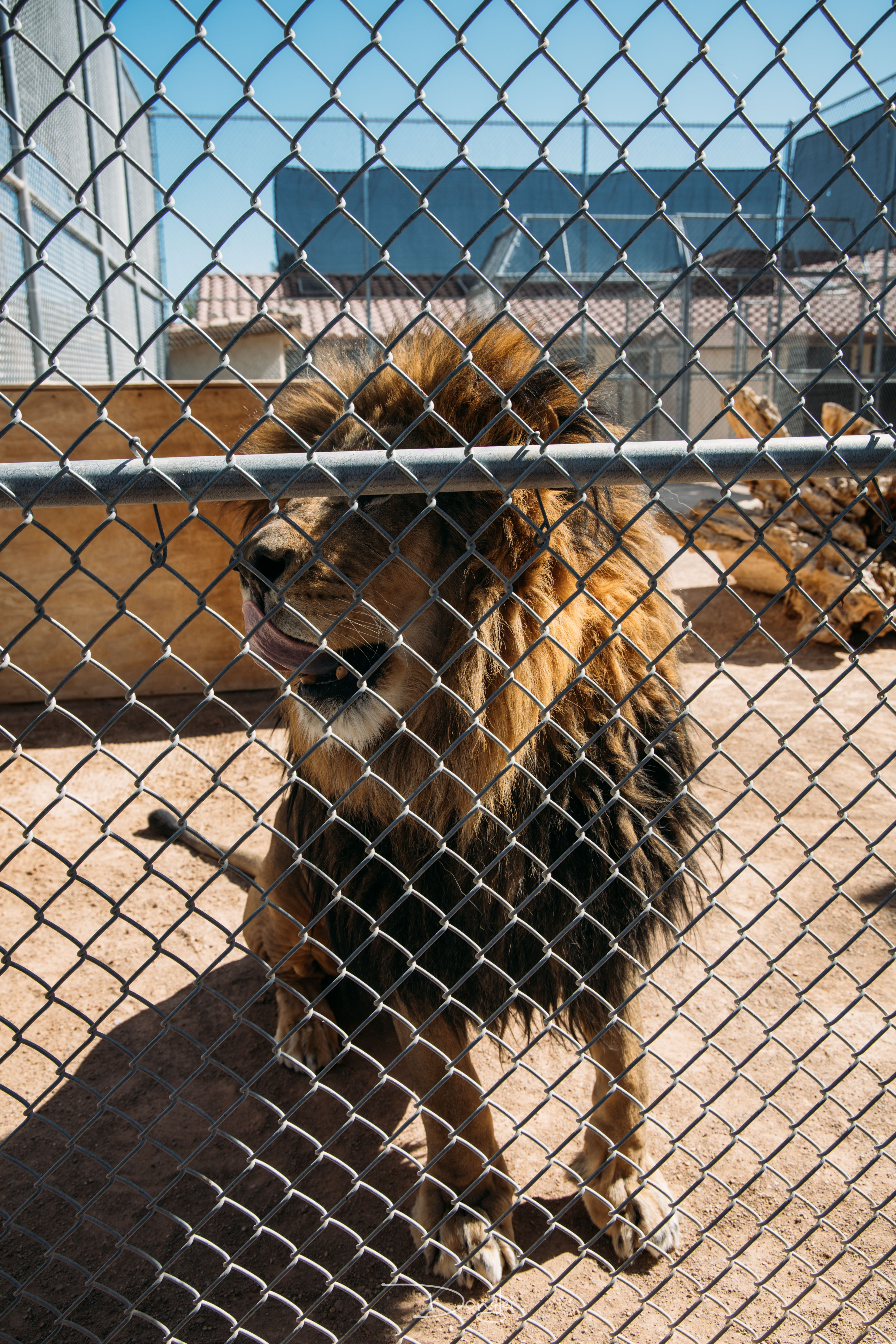 拉斯维加斯狮子栖息农场，颜值高，好玩可爱