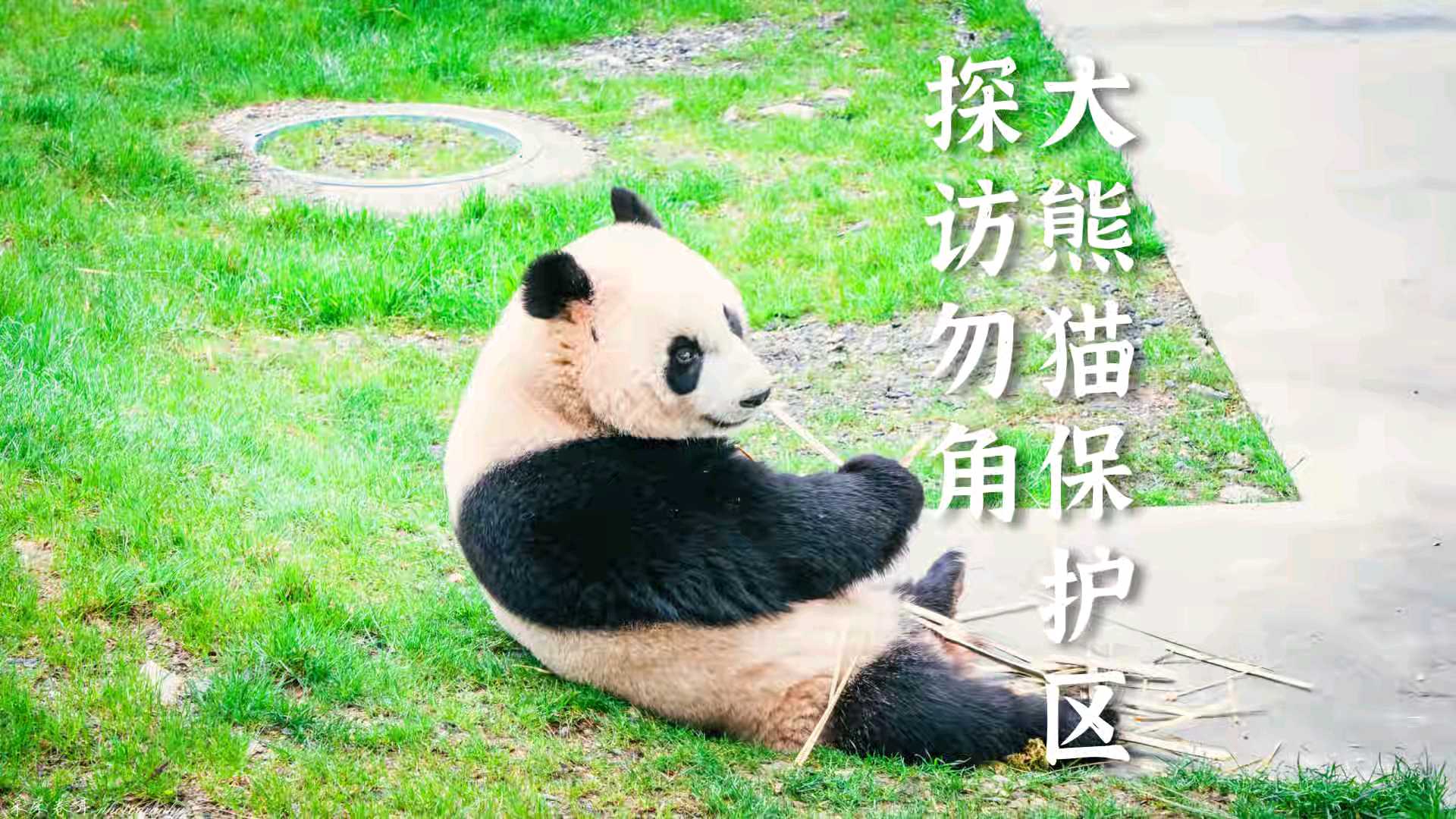 自驾岷山|意外遇上甲勿熊猫园的可爱滚滚