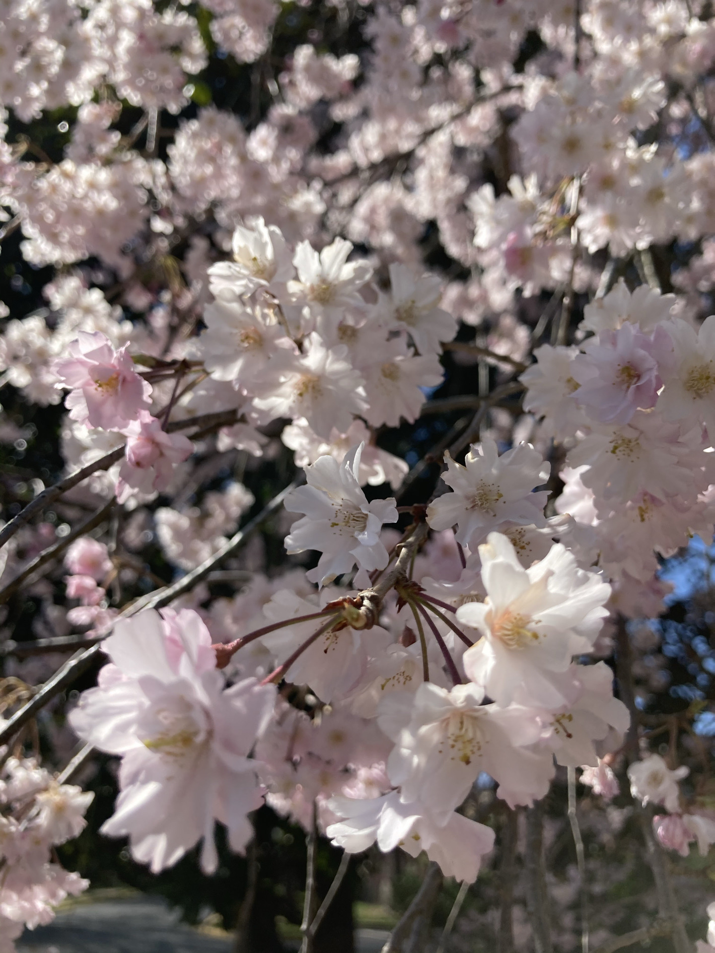 春日赏樱花，去年错过了，今年天时正好，到处都繁花盛放，如入人间桃源的居住小区，实在令人向往，宁静而绚