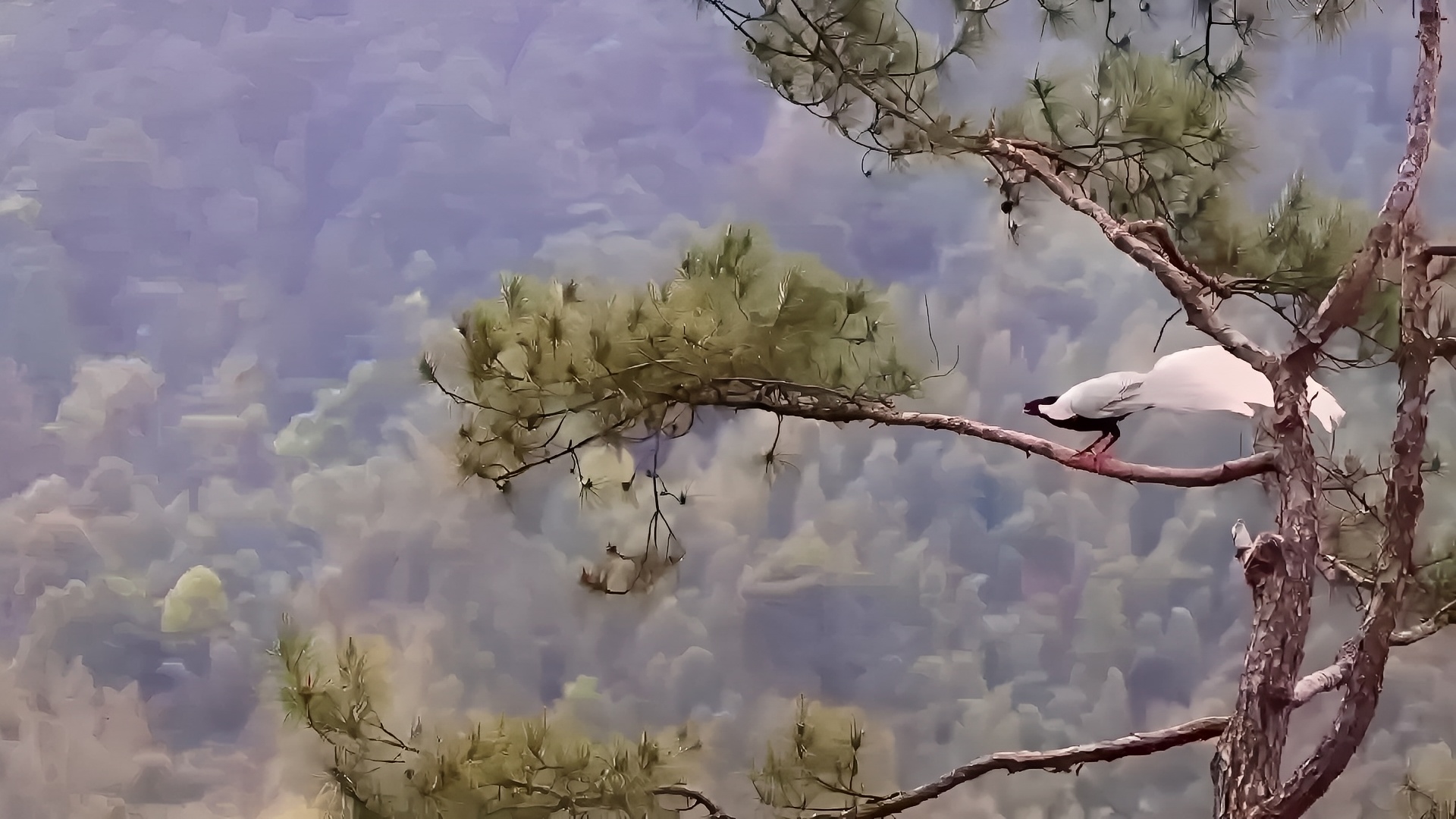 野生动物之美——飞翔的林中仙子白鹇，这么美丽动感会飞的鸟，不应该在仙境吗