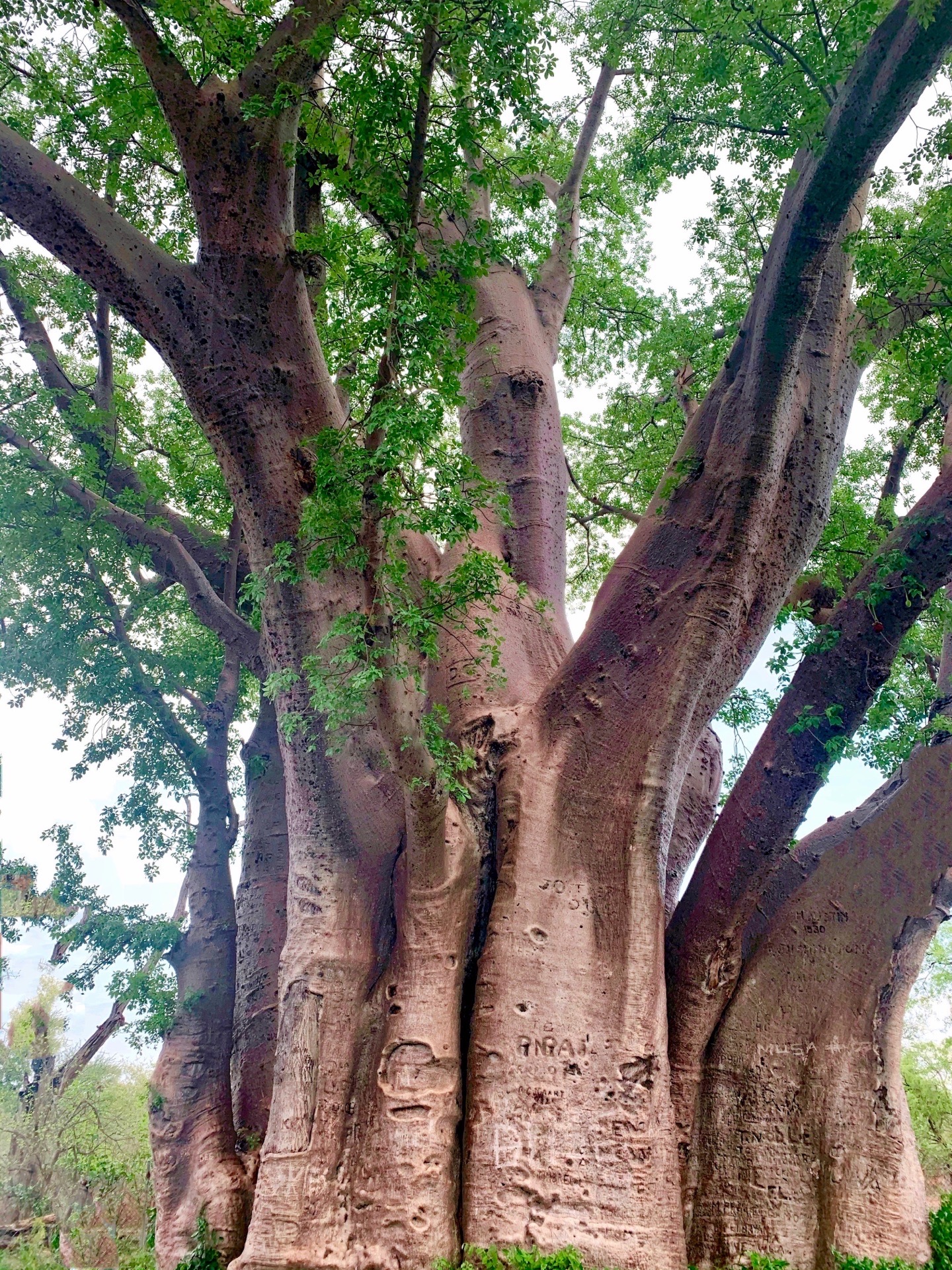 津巴布韦瀑布城的猴面包树，Baobabs，和马达加斯加的猴面包树相比，没那么的集中，马达的树，像一枝
