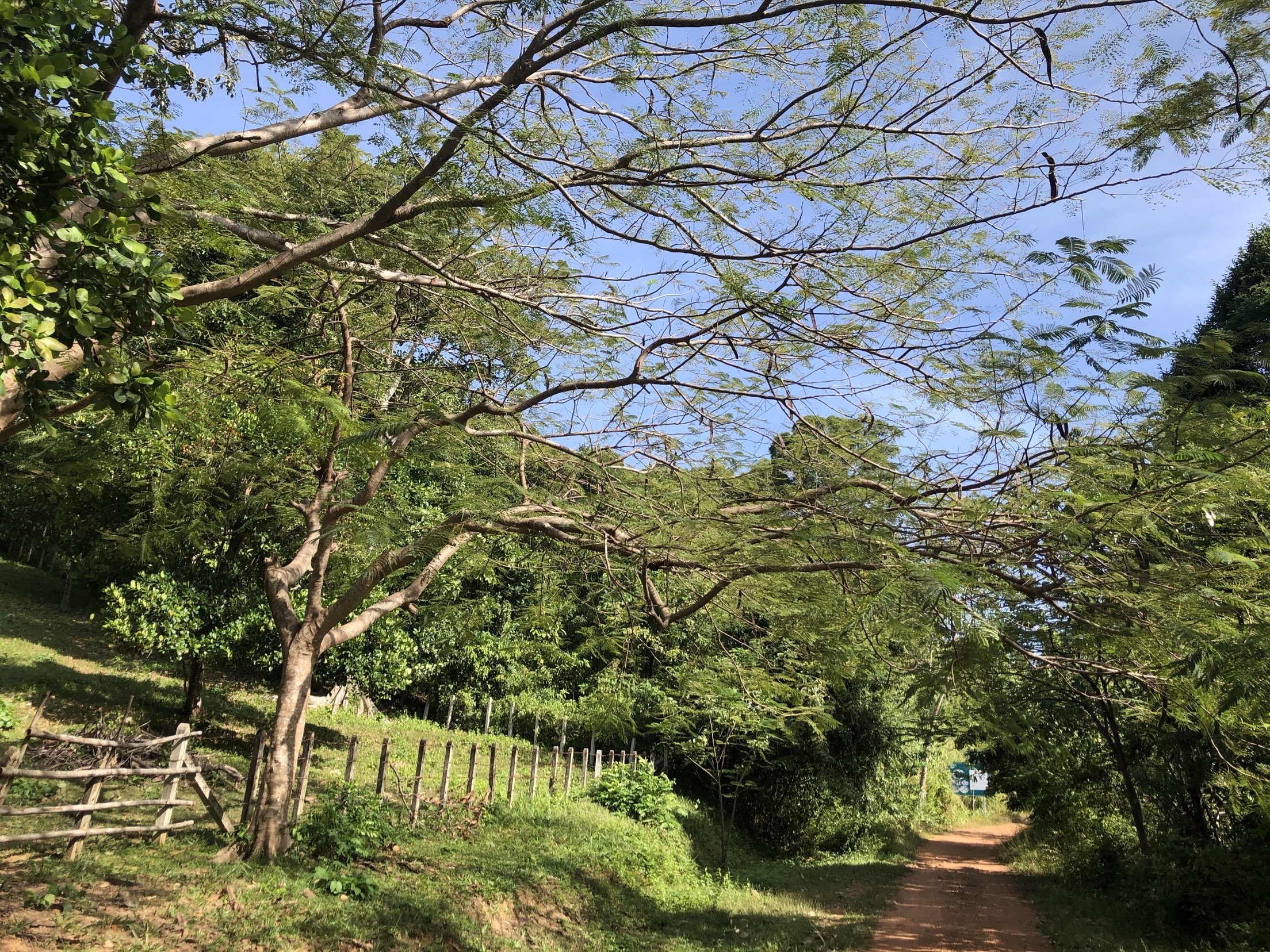 天然氧吧白马森林公园