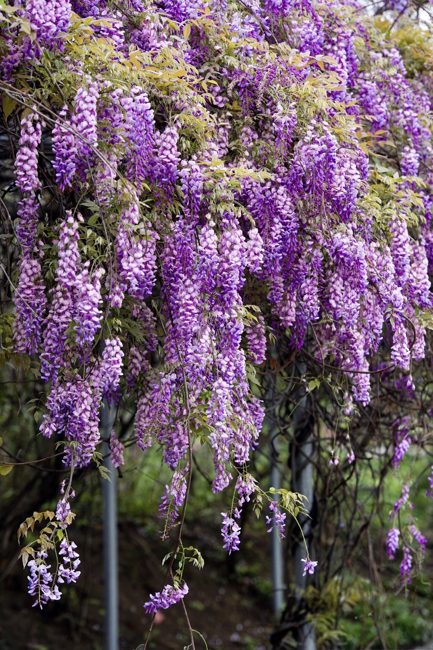 广西柳州柳江踏青赏春