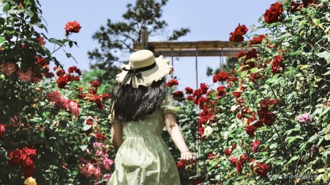 南京玫瑰园